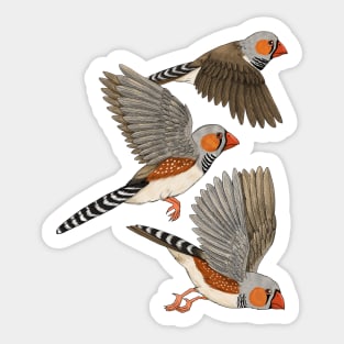 Zebra Finches Flight Sticker